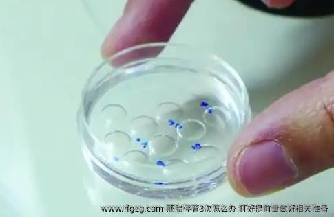 胚胎停育3次怎么办 打好提前量做好相关准备