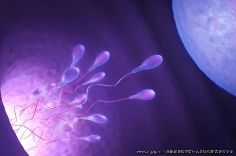 泰国试管收费有什么最新标准 需要多少钱