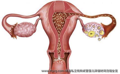 珠海私立机构代孕详细时间流程全览